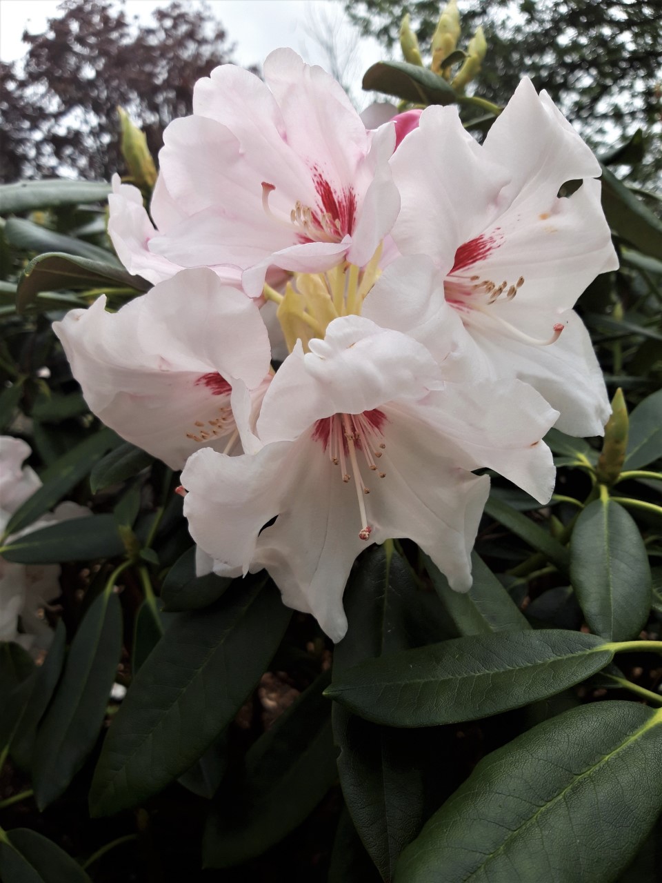 'Silver Jubilee' AGM